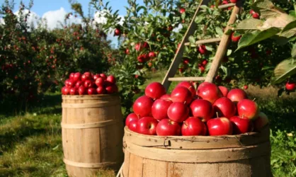 Яблочный Спас: Традиции и история праздника