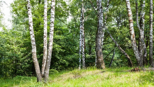 Самые любимые деревья русского народа